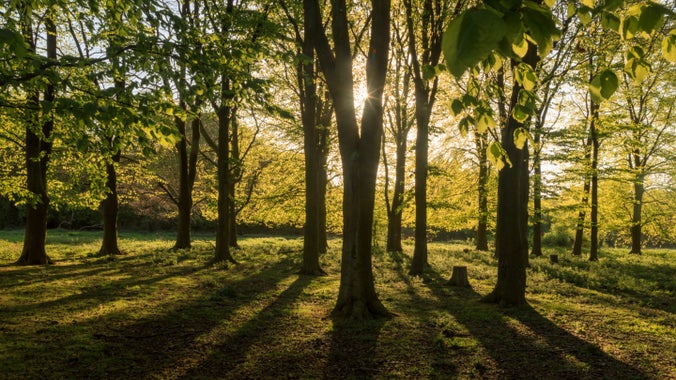 The sun coming through the trees in Hatfield Forest, Essex